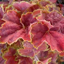 heuchera miracle
