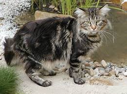 main coon cats