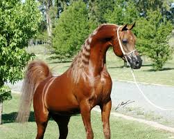 اجمل انواع الخيول Maghnom-saiky