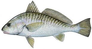 croakers