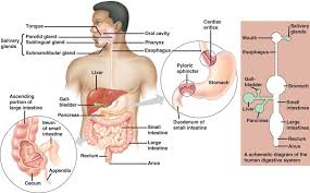 picture of the digestive system