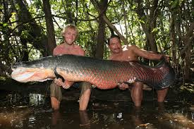 fish freshwater