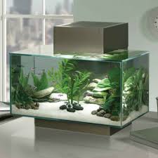 aquariums cube