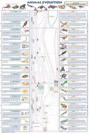 evolution poster