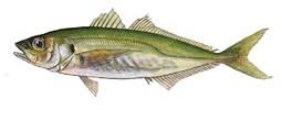 jack mackerel