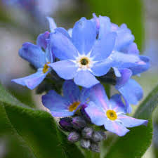 alaska flowers