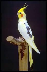 cockatiel