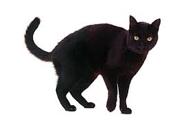black cat clip art