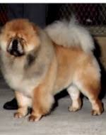 furry dog