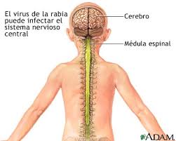 virus de la rabia