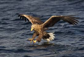large eagles