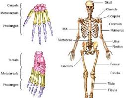 osteoporosis