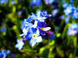 blue flowers