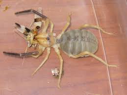 camel spiders