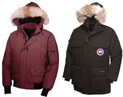canada goose