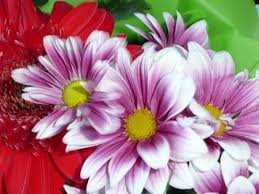 favorite annual flowers ontario