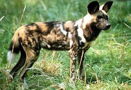 african wild dog
