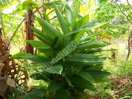 arrow root