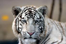 white bengal tiger pictures