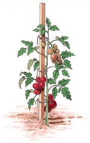 wooden tomato stakes