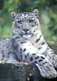 Snow Leopard