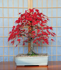 red maple bonsai