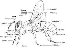 bee biology