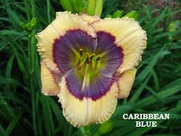 caribbean blues