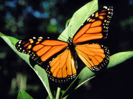monarch butterfly photos