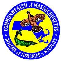 bankrupcy laws chapter 7 in massachusetts