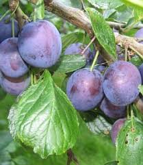pictures of different plum trees