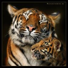 tigres photos