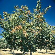 leaping horse merlot california