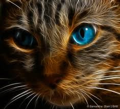 cat filter