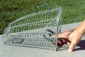 birds trap