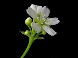 dionaea muscipula