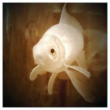 fantail goldfish pictures