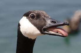 canadagoose