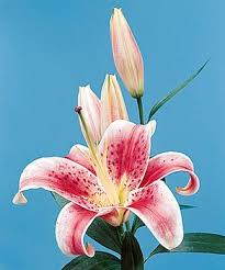 oriental lily flower