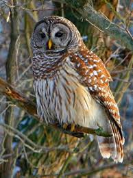 big owls
