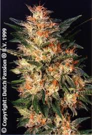 cannabis white widow