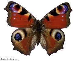 peacock butterflies