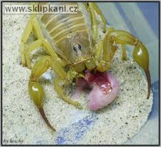 androctonus australis