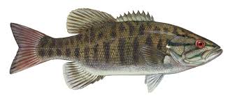smallmouth bass