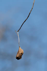 luna moth caterpillar pictures