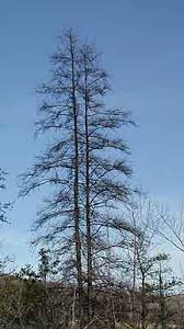 tamarack tree
