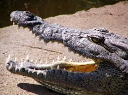 croc teeth
