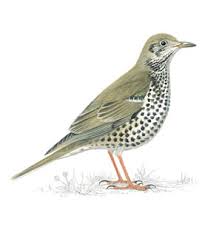 mistle_thrush_300_tcm9-142317.jpg