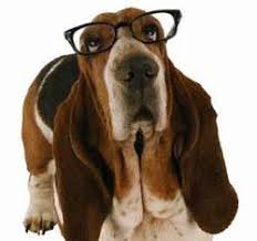 basset hound dog