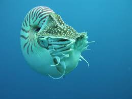 ordovician period
